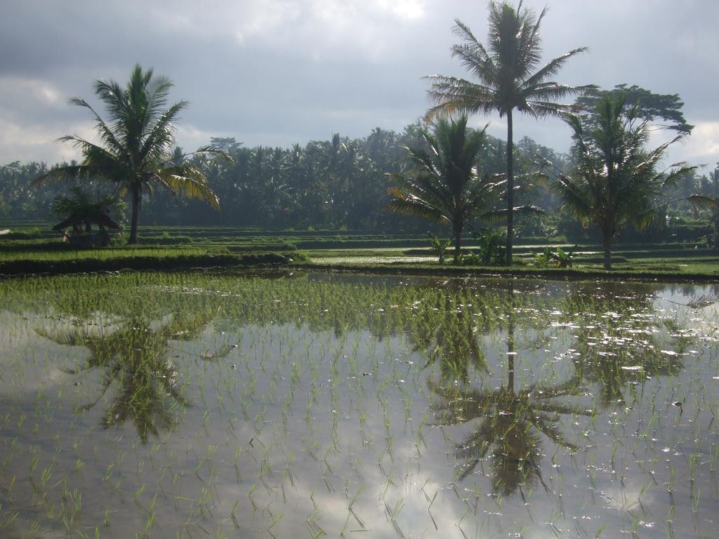 Puri Lotus Hotel Ubud Buitenkant foto