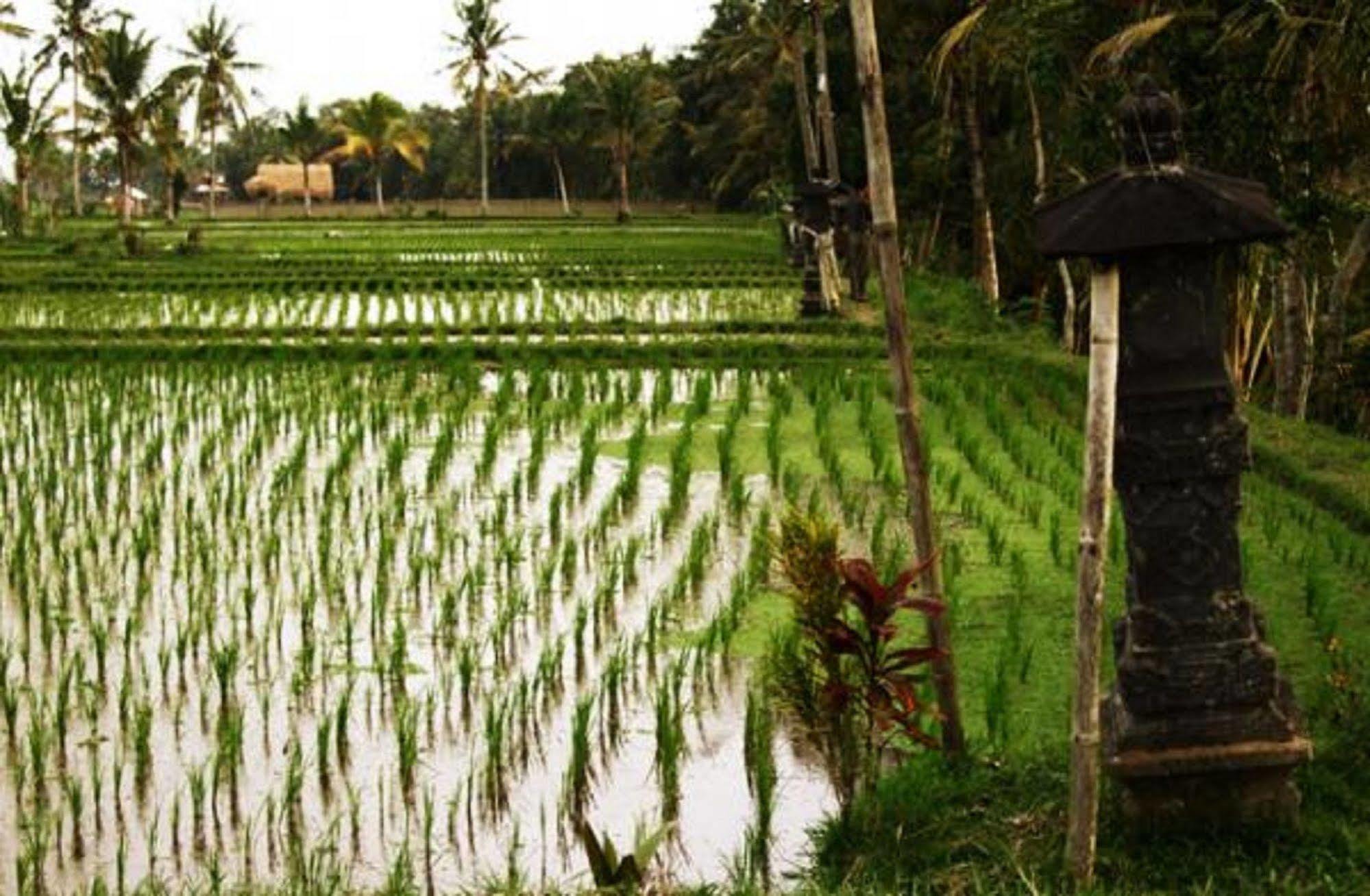 Puri Lotus Hotel Ubud Buitenkant foto